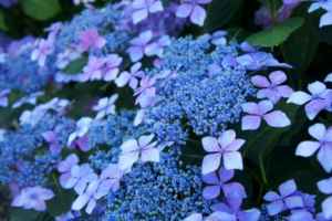 青い紫陽花の花言葉は、冷淡、無情、辛抱強い愛情
