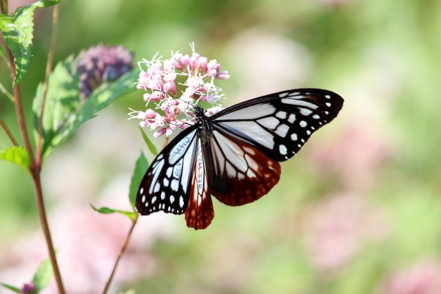 アサギマダラ蝶とフジバカマの花