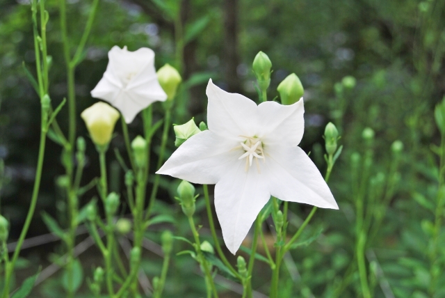 白の桔梗の花
