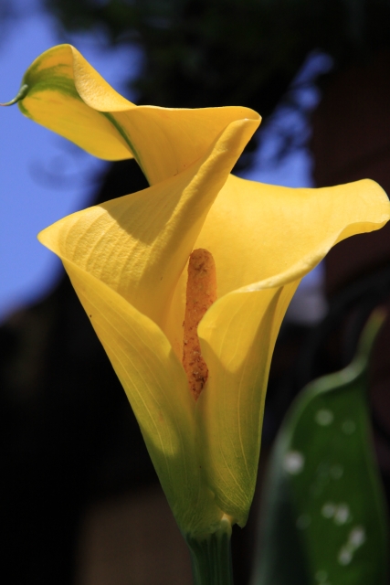 花言葉 カラーの花言葉 Calla Lily 乙女のしとやかさ 素敵な美しさ 清純 花言葉くらぶ