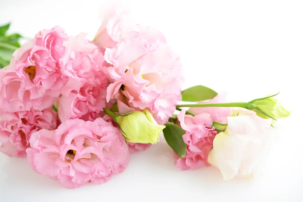 年のベスト トルコ キキョウ ピンク 花 言葉 100 で最高の画像
