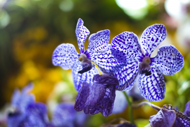 オドントグロッサムの花言葉や特徴、花名の由来、誕生花を紹介