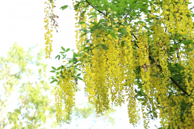 キングサリ(金鎖・キバナフジ)の花言葉や特徴、花名の由来、誕生花