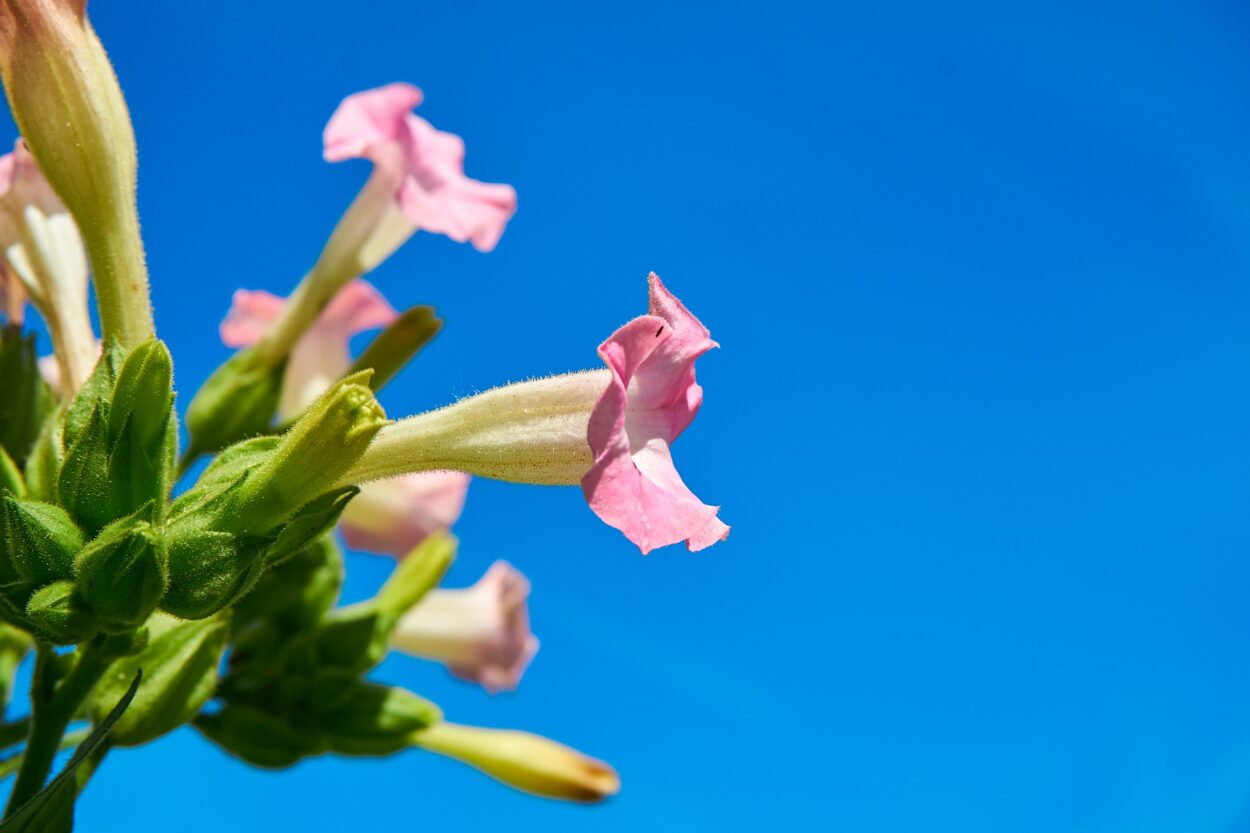 宿根煙草（別名：花煙草）の花言葉や特徴、花名の由来、誕生花