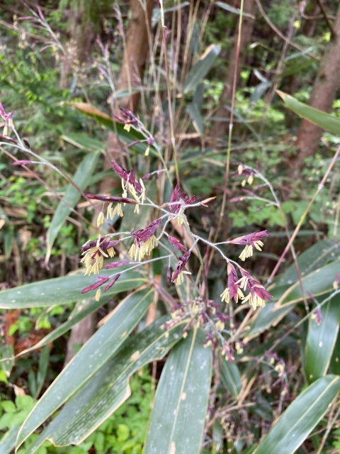 謹賀新年！縁起の良い「竹」の花言葉　開花は120年に一度！？