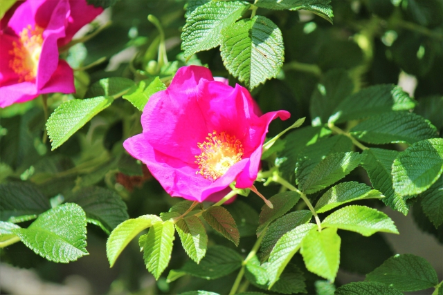 北海道の花「ハマナス」の花言葉や食用にも香水としても使える!?