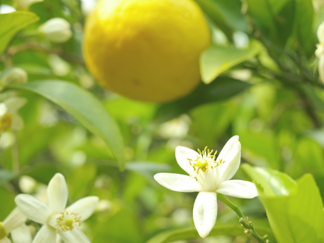 山口県の花「夏みかんの花」の花言葉や美容や健康への影響について