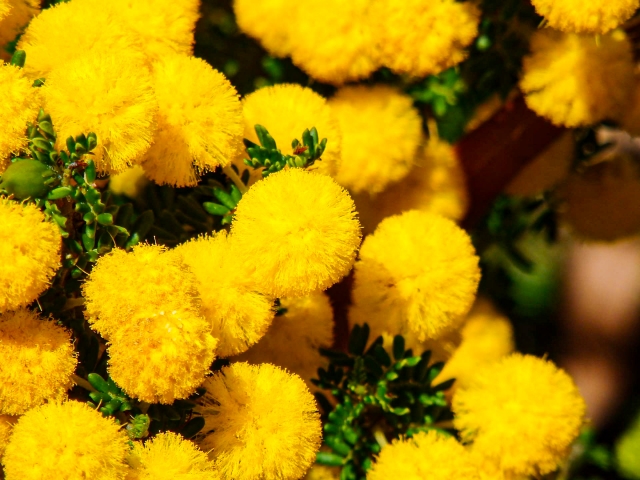 オーストラリアの国花「ゴールデン・ ワトル」の花言葉や由来・特徴