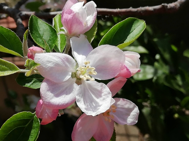 青森県の花「りんごの花」りんごって美容や健康にも効果的なの！？