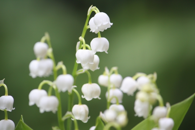 フィンランドの国花「スズラン」の花言葉や由来、関係性などを解説