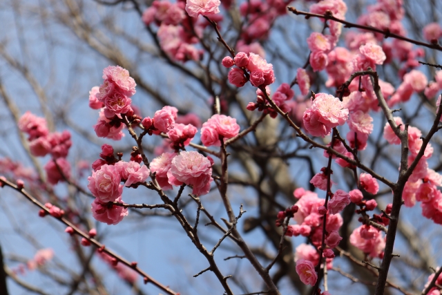 福岡県の花「うめ」の花言葉や福岡県との関係性をご紹介