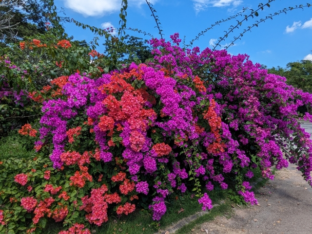 南国！トロピカルフラワーのブーゲンビリアの花言葉や特徴を紹介