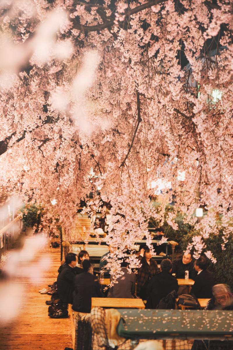 京都府の花「しだれ桜」の花言葉やその由来を見てみましょう